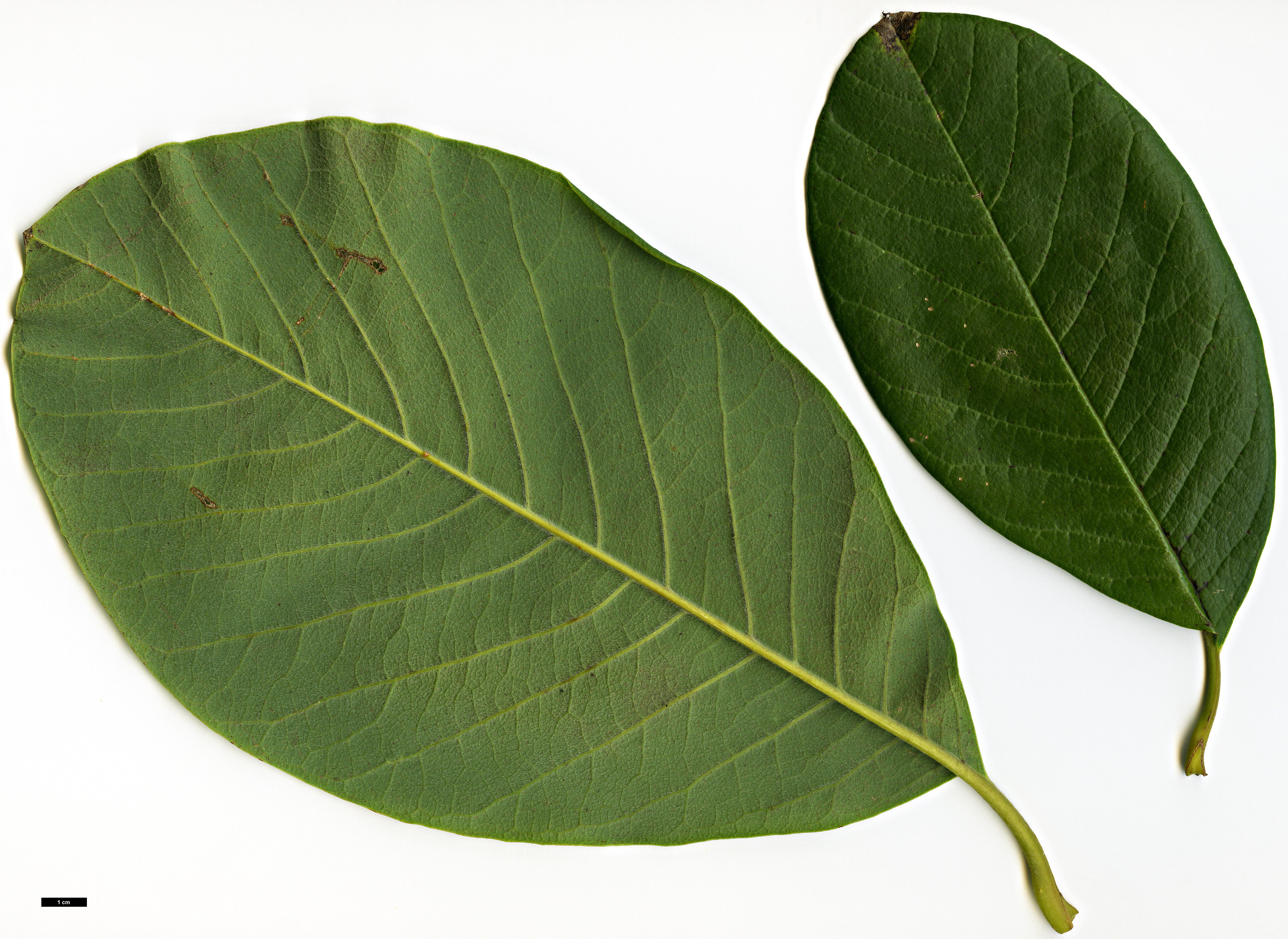 High resolution image: Family: Magnoliaceae - Genus: Magnolia - Taxon: sargentiana - SpeciesSub: var. robusta
